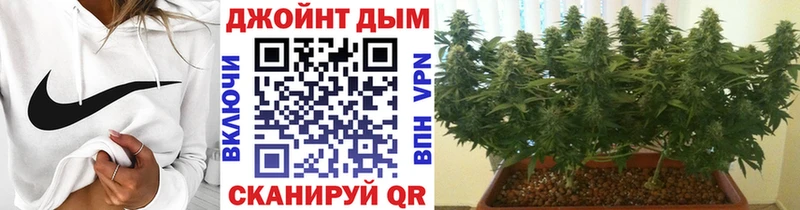 Каннабис OG Kush  Купить  Велиж 